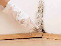 Best Mold Remediation for Rental Properties  in Runaway Bay, TX